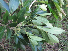 Zanthoxylum panamense