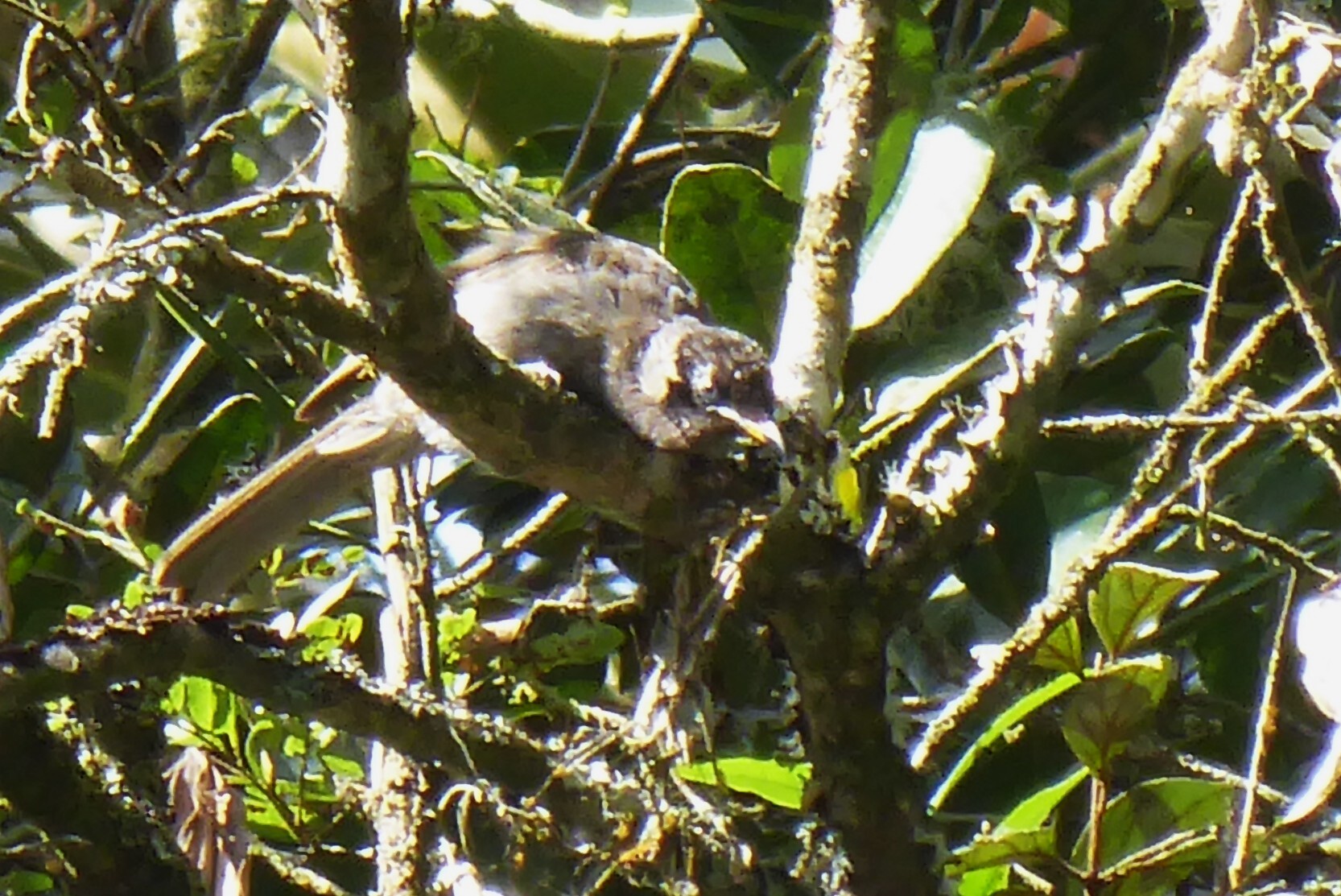 Bridled Honeyeater (Bolemoreus frenatus), photo 9