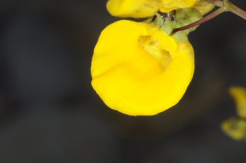 Calceolaria undulata (Calceolaria undulata)