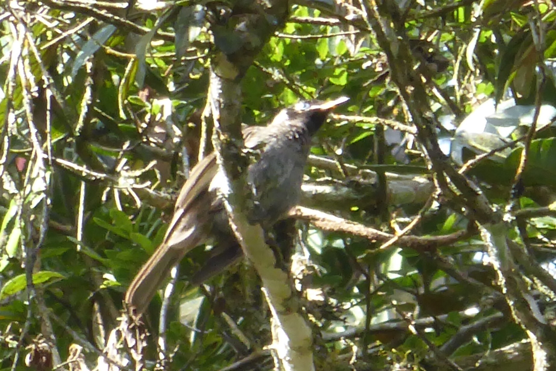 Bridled Honeyeater (Bolemoreus frenatus), photo 10