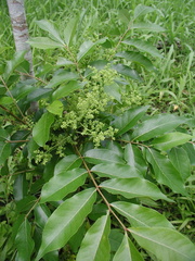 Zanthoxylum panamense