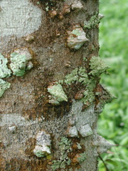 Zanthoxylum panamense