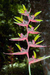 Heliconia subulata