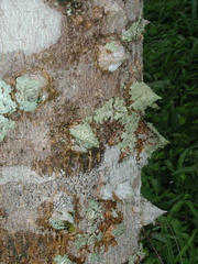 Zanthoxylum panamense