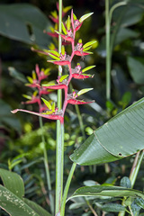 Heliconia subulata
