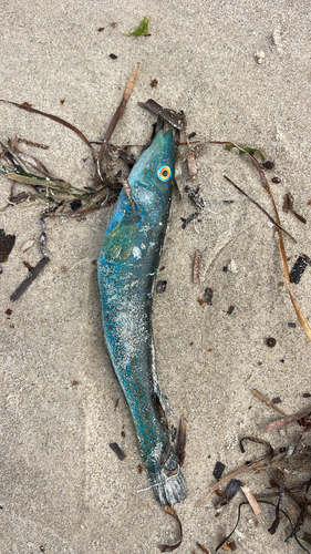 Blue rock whiting (Haletta semifasciata) — Odacidae