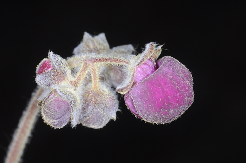 Calceolaria arachnoidea (Calceolaria arachnoidea)
