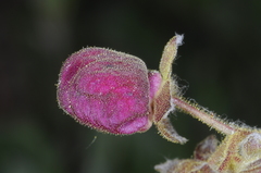 Calceolaria arachnoidea