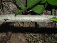 Zanthoxylum panamense