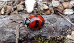 Coccinella monticola