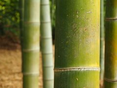 Phyllostachys heterocycla