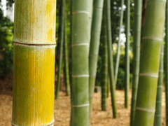 Phyllostachys heterocycla