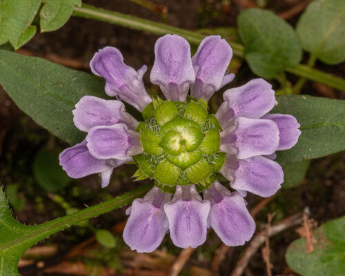 Prunella vulgaris