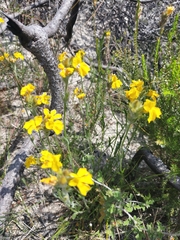 Goodenia glomerata