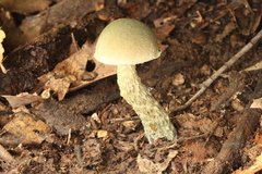 Austroboletus neotropicalis