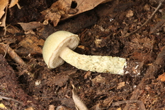 Austroboletus neotropicalis