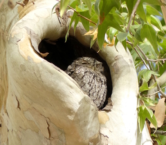 Megascops trichopsis