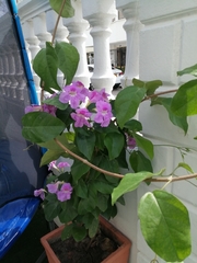 Bignonia corymbosa