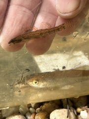 Backwater Darter photo 5