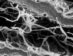 Austroboletus neotropicalis