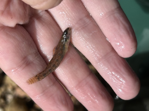 Backwater darter (Etheostoma zonifer) — Percidae — 3