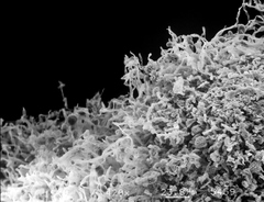 Austroboletus neotropicalis