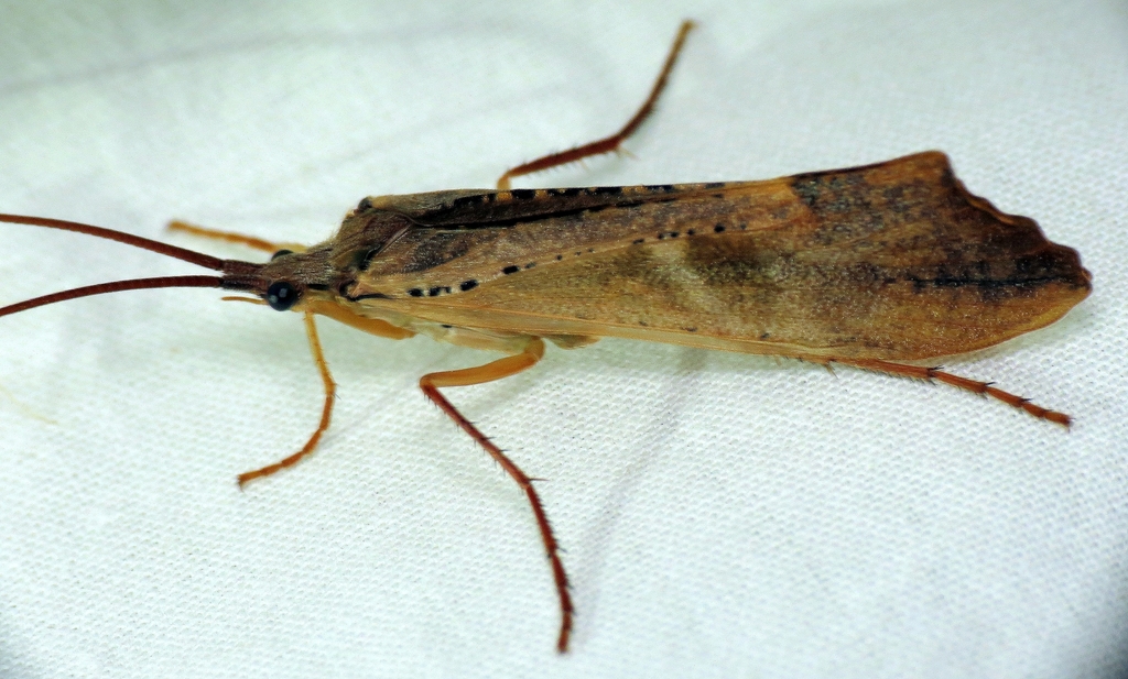 Nemotaulius