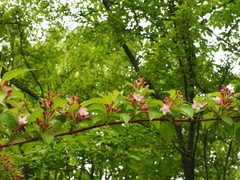 Weigela hortensis