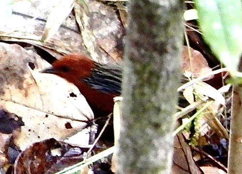 iNaturalist image