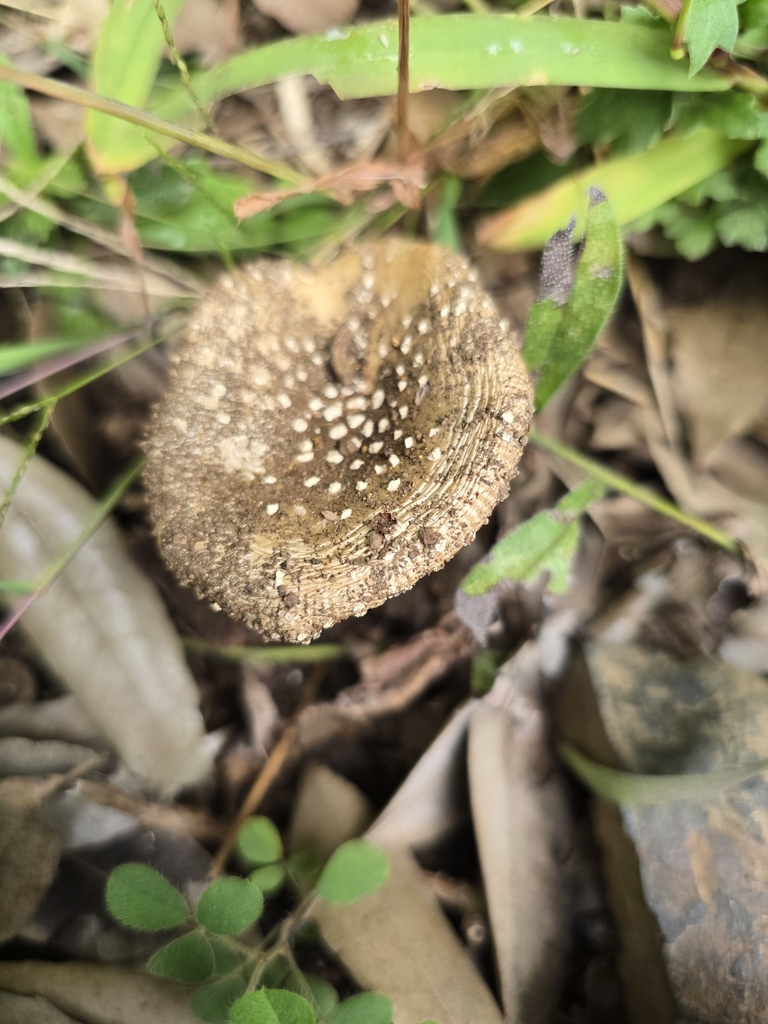 Amanita sychnopyramis · October 2025 · photo: © tbc_watanabe (iNaturalist, cc-by-sa)