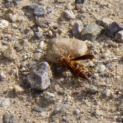 Polistes arizonensis
