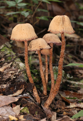 Laccaria squarrosa