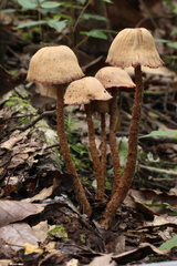 Laccaria squarrosa