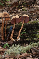 Laccaria squarrosa