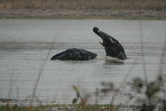 Loxodonta