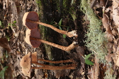 Laccaria squarrosa