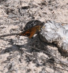 Synemon parthenoides