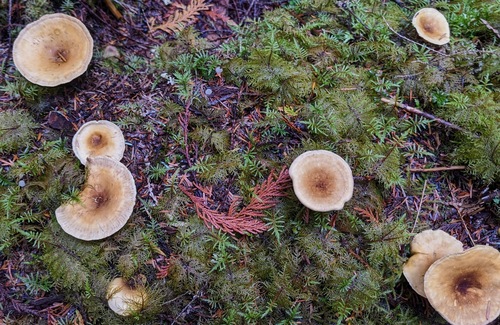 Milk Creek Trail