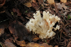 Sebacina sparassoidea