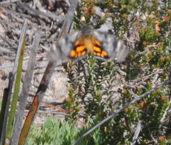 Synemon parthenoides
