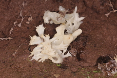 Sebacina sparassoidea