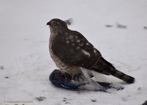 Sharp-shinned Hawk, photo 7 of 10