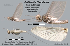 Callibaetis floridanus