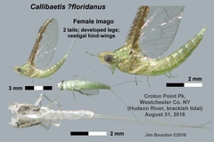 Callibaetis floridanus