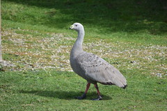 Cape Barren Goose photo 4