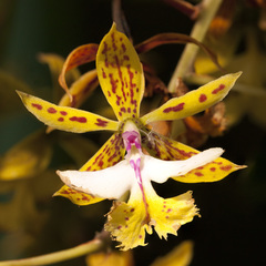 Epidendrum stamfordianum