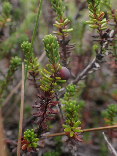 black crowberry (Empetrum nigrum)