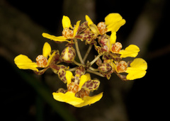 Trichocentrum ascendens