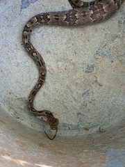 Trimorphodon biscutatus