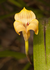 Maxillaria egertoniana